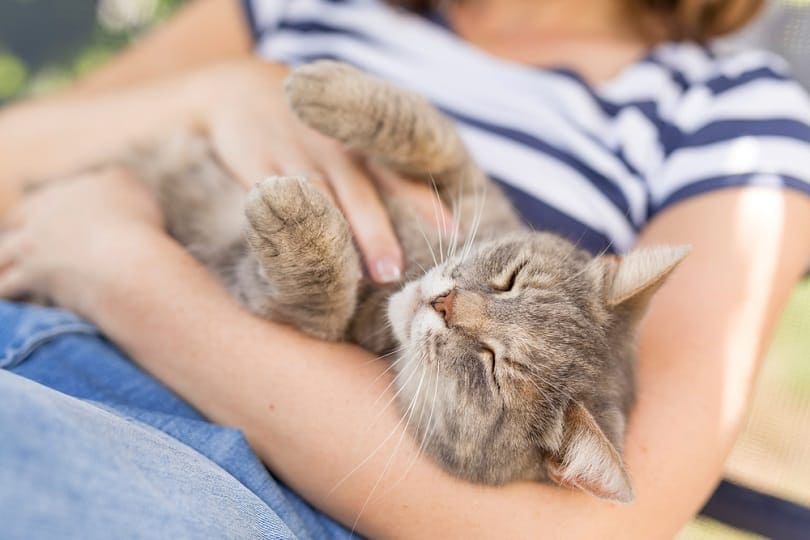 kat die in de armen van de eigenaar slaapt