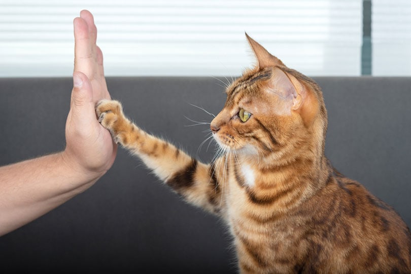 bengaalse kat geeft een high-five poot aan de eigenaar