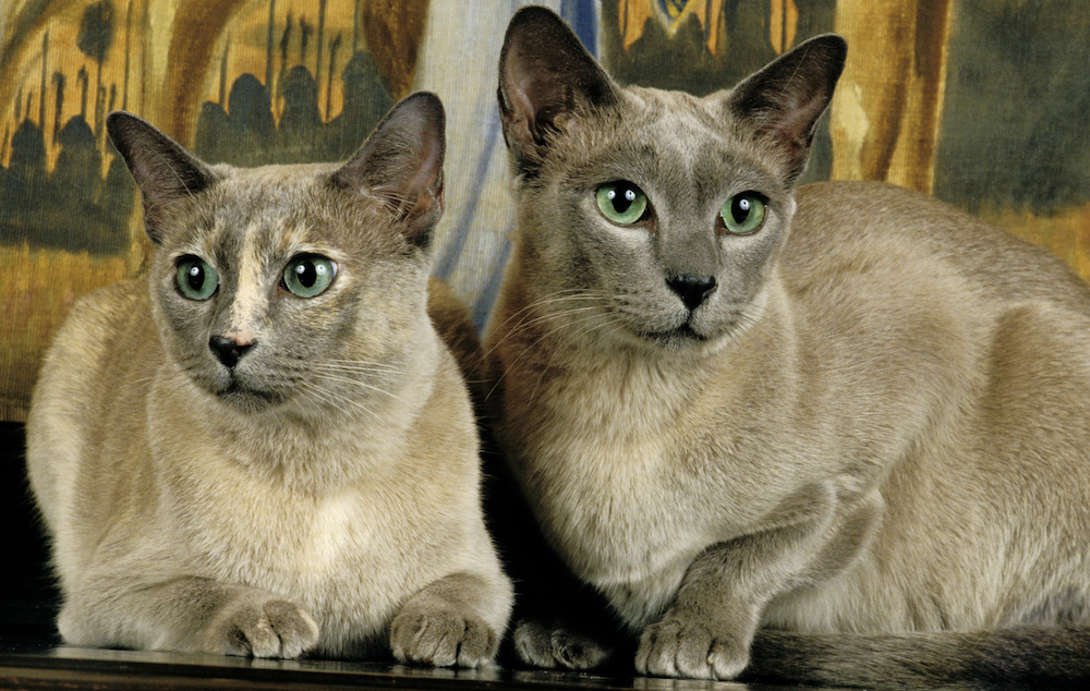 twee Tonkinese katten