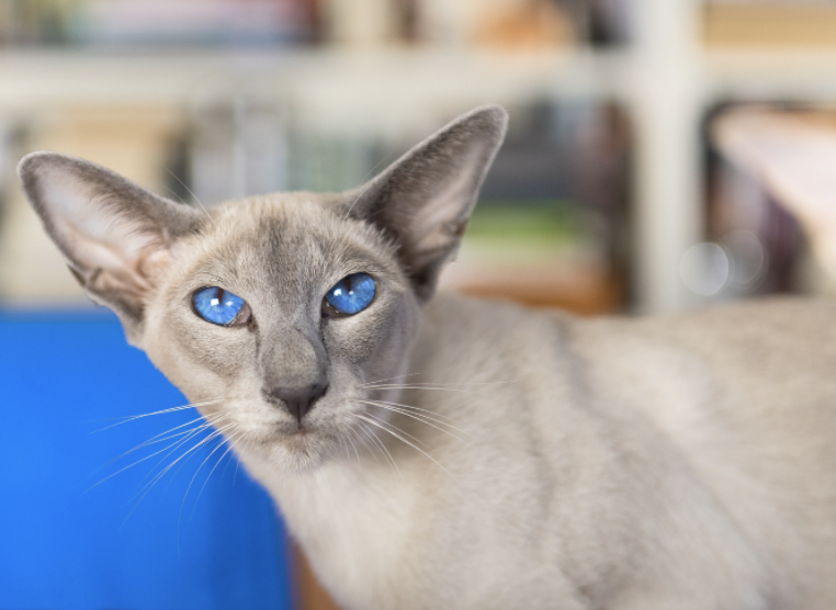 crème Oosterse Korthaar kat met blauwe ogen