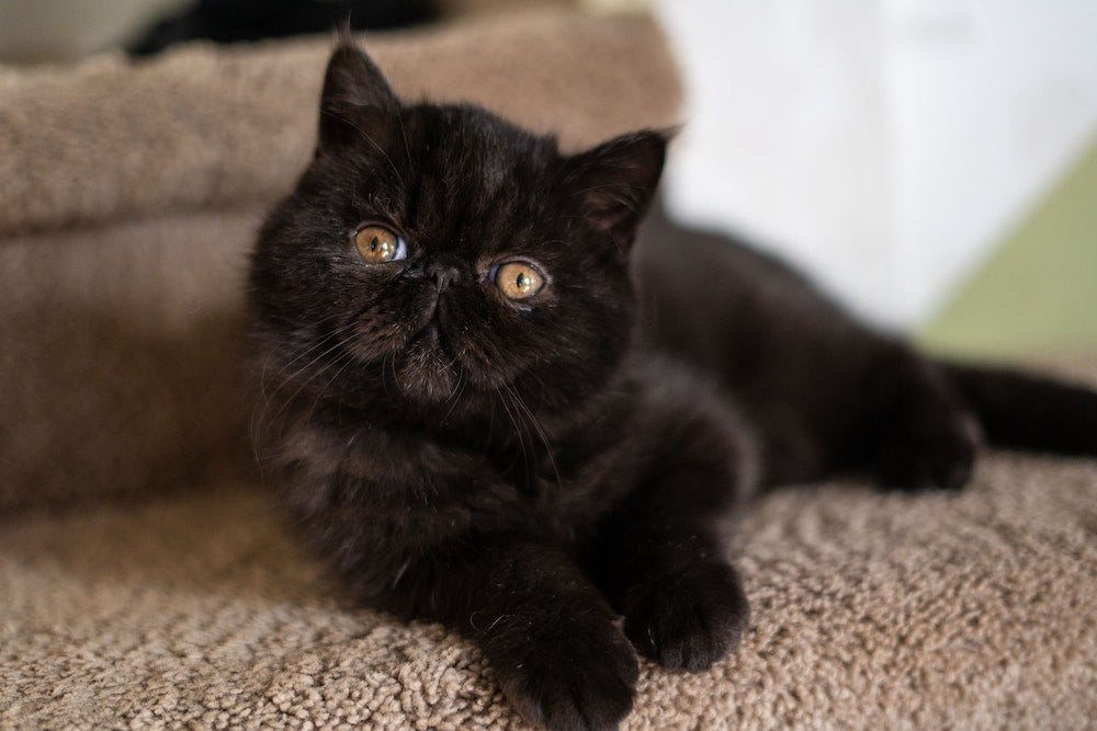 zwarte Exotische Korthaar kitten