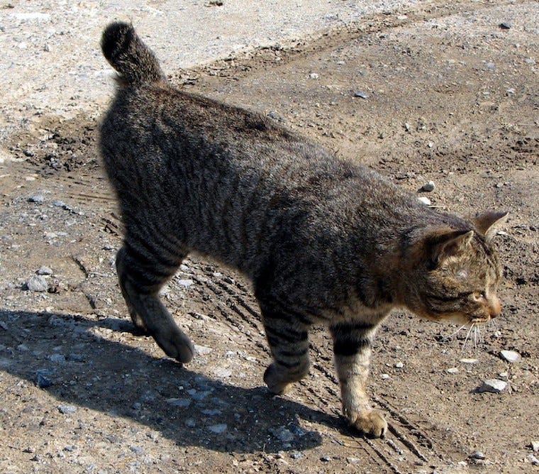 Amerikaanse Bobtail kat - bobtail katten
