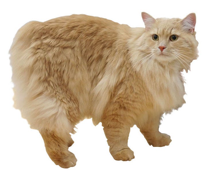 Cymric kat - katten zonder staarten