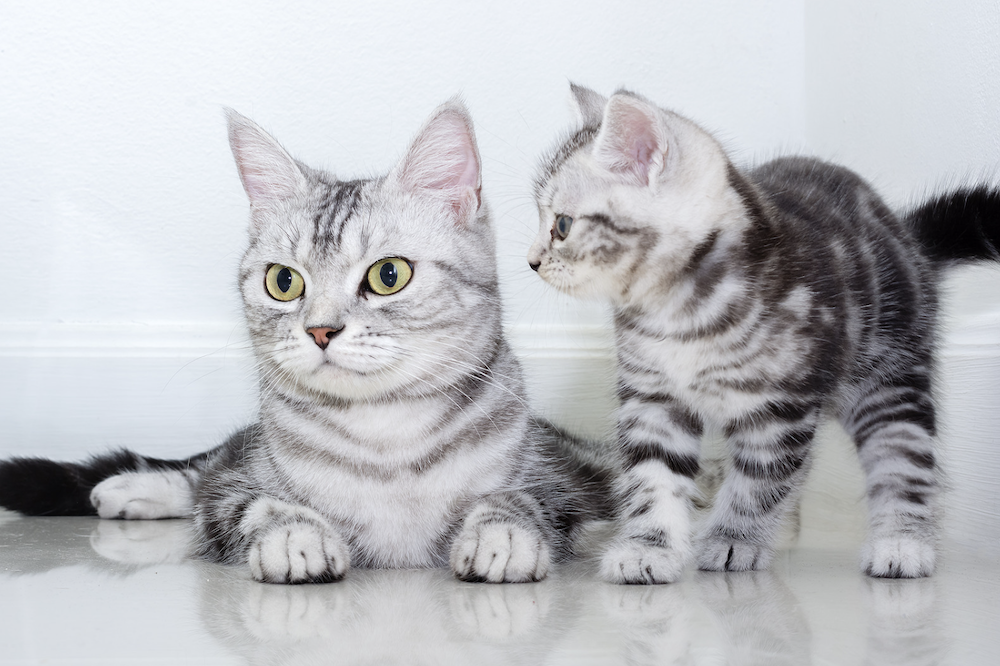 klassieke zilveren tabby Amerikaanse korthaar kat en kitten