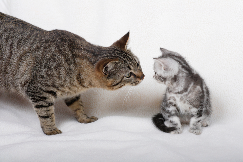 bruine tabby Amerikaanse korthaar kat met zilveren tabby Amerikaanse korthaar kitten