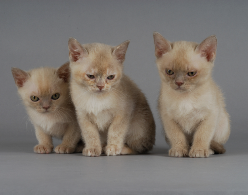 drie Birmese kittens