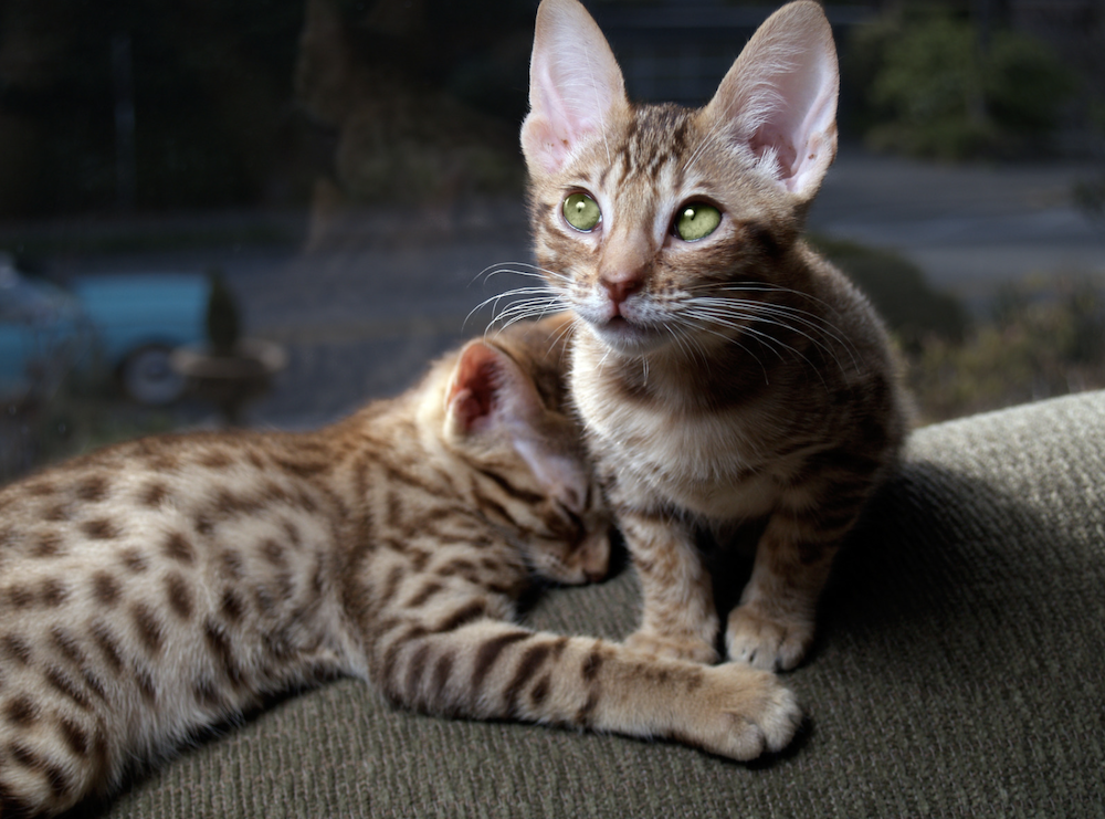 twee Ocicat kittens
