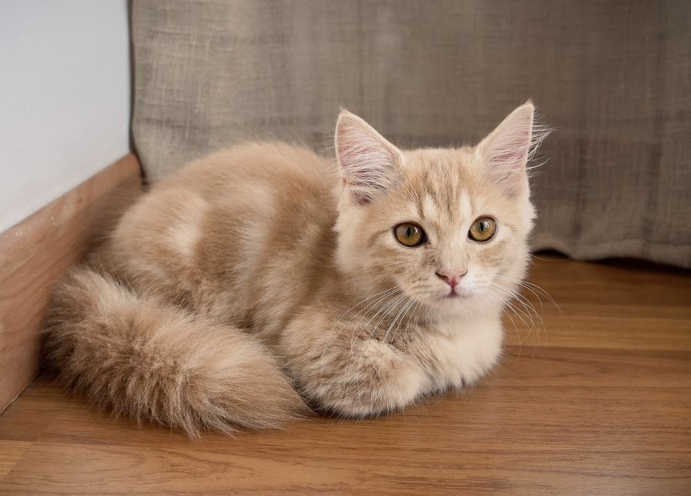 oranje tabby Munchkin kitten