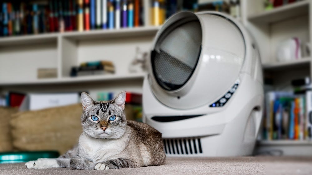 tabby point Siamese kat voor Litter-Robot 3 Connect