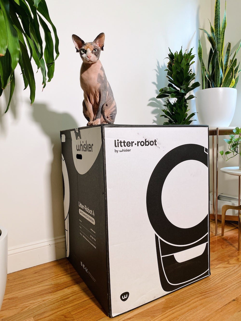 Sphynx kat zittend op Litter-Robot 4 box