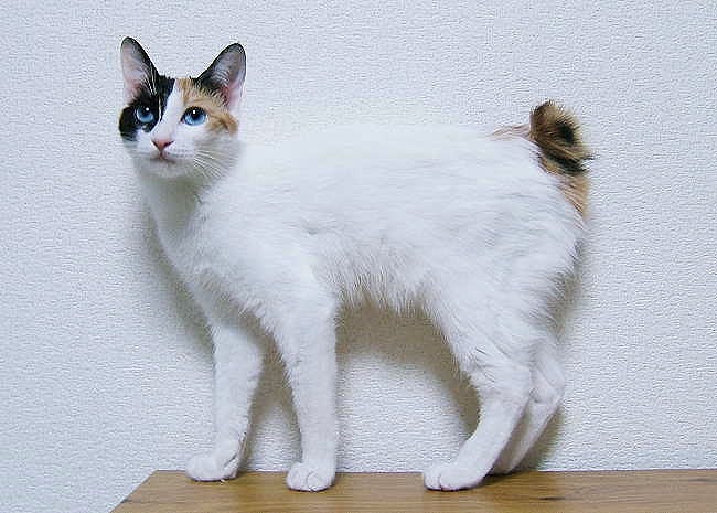 Japanse Bobtail calico kat