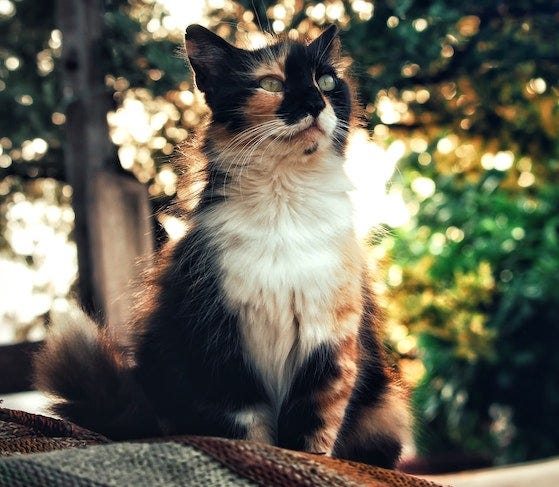 Langharige calico kat die buiten voor bomen zit