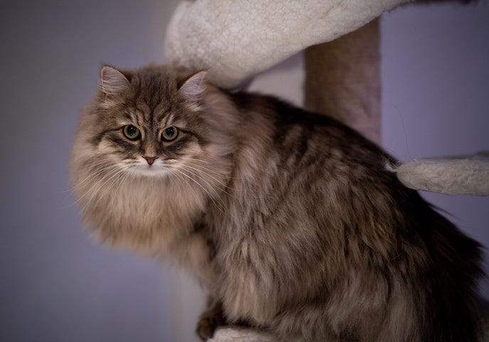 wat voor soort kattenhaarborstel heb je nodig voor een Siberische langharige kat