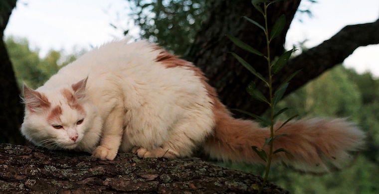Turkse Van kat - grootste kattenrassen