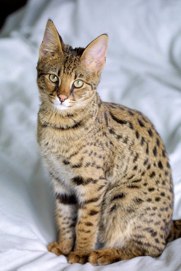 Savannah kat - grootste kattenrassen