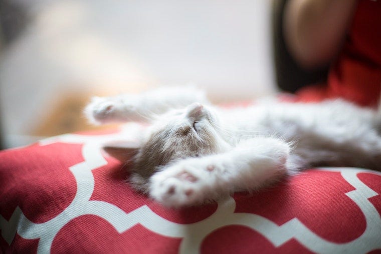 witte kitten slapende buik omhoog met poten in de lucht - slaapposities van katten