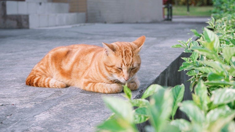 oranje tabby kat slapen met poten weggestopt onder het lichaam - kat slaapposities