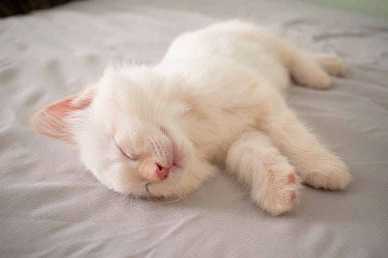 wit kitten dat opzij slaapt - slaaphoudingen van de kat