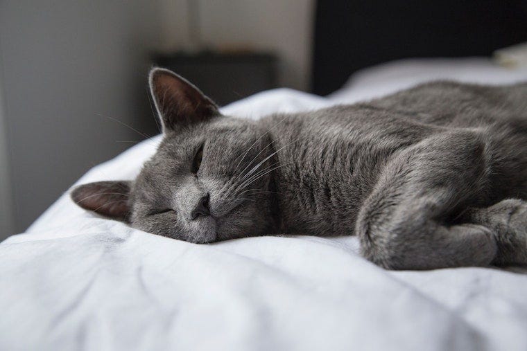 Grijze Russisch blauwe kat slaapt met één oog open - slaaphoudingen van katten