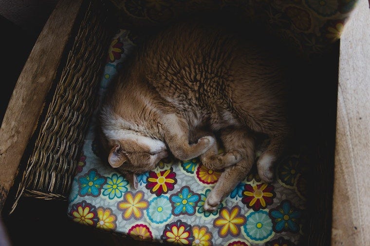 oranje en witte kat slapen in een rieten mand - kat slaapposities