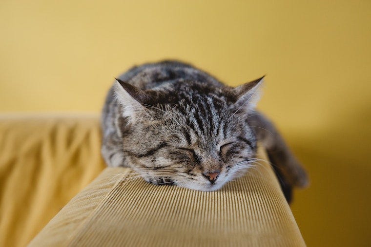 bruine tabby kat slapen op de rug van een corduroy bank - kat slaaphoudingen