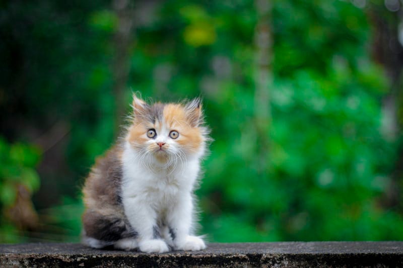 Perzische kat van gemengd ras