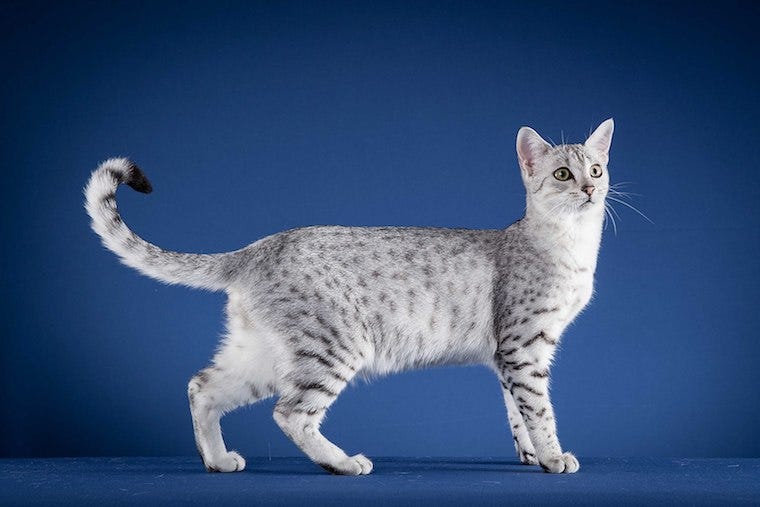 Egyptische Mau kat met primordiale buidel