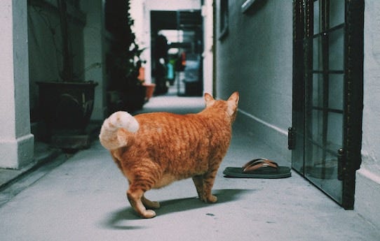 Zwaarlijvige oranje tabby kat met zichtbaar primordiaal zakje in gang