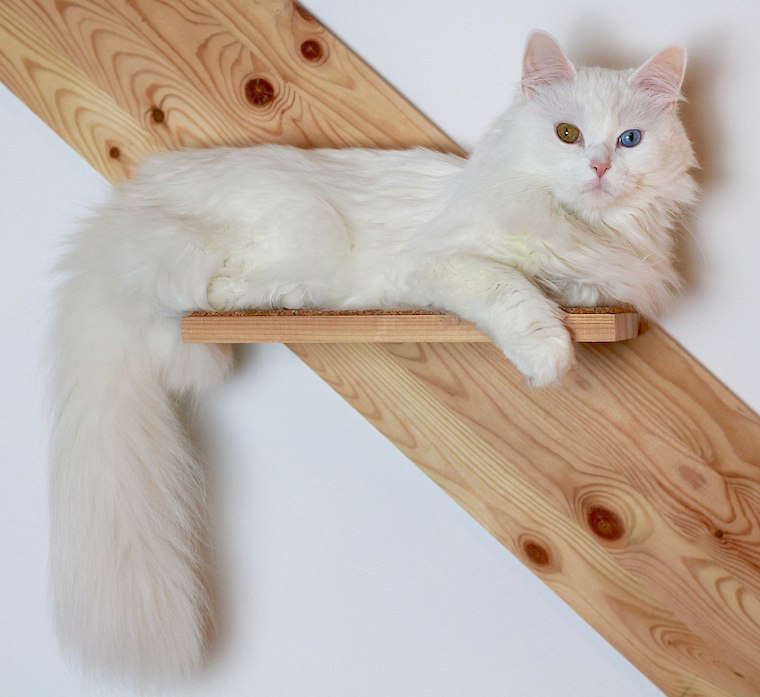 Turkse Angora witte kat met heterochromie