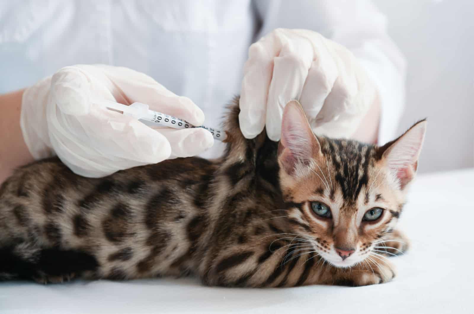 kat krijgt een vaccinprik