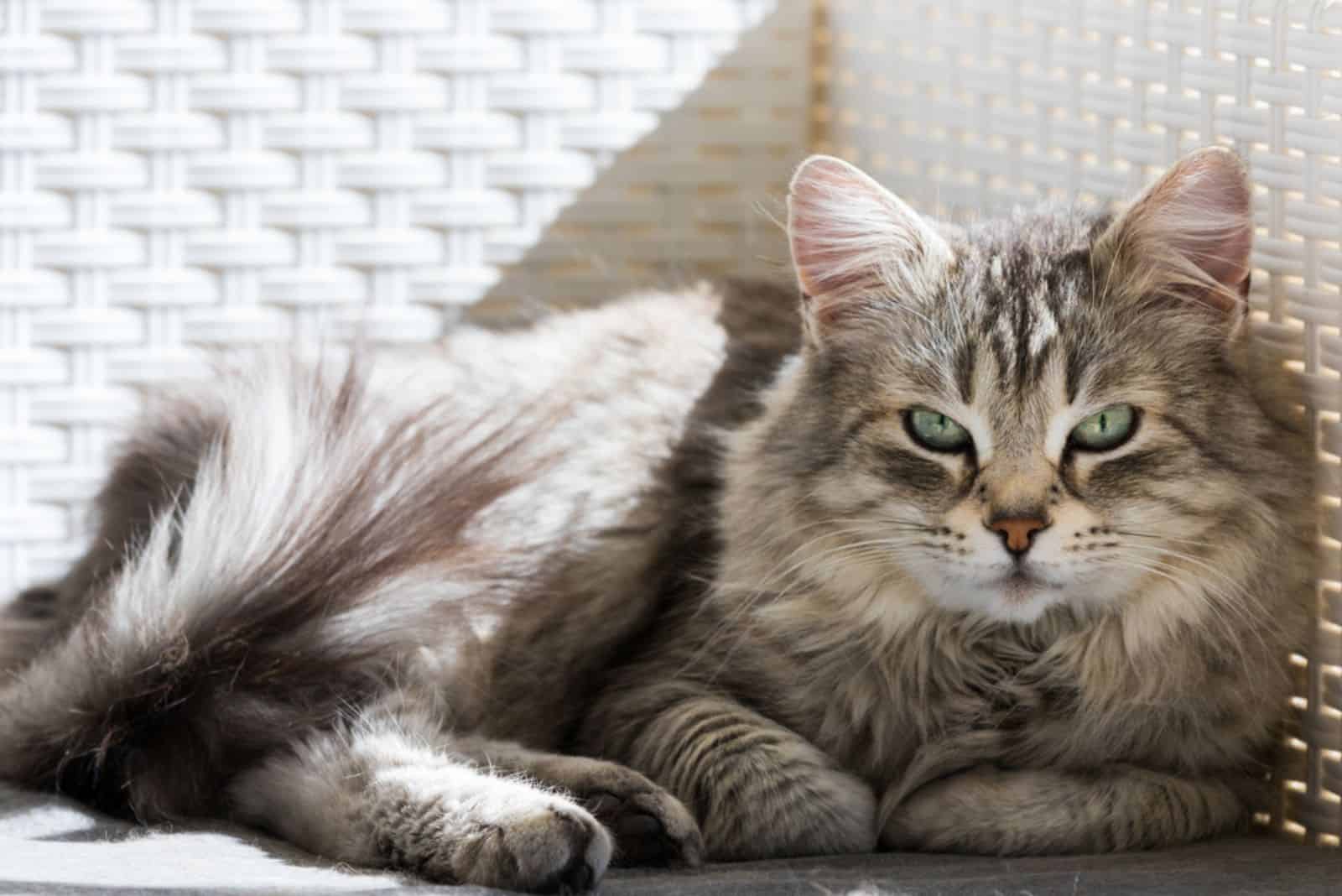 Schattige langharige kat van Siberisch ras in relax