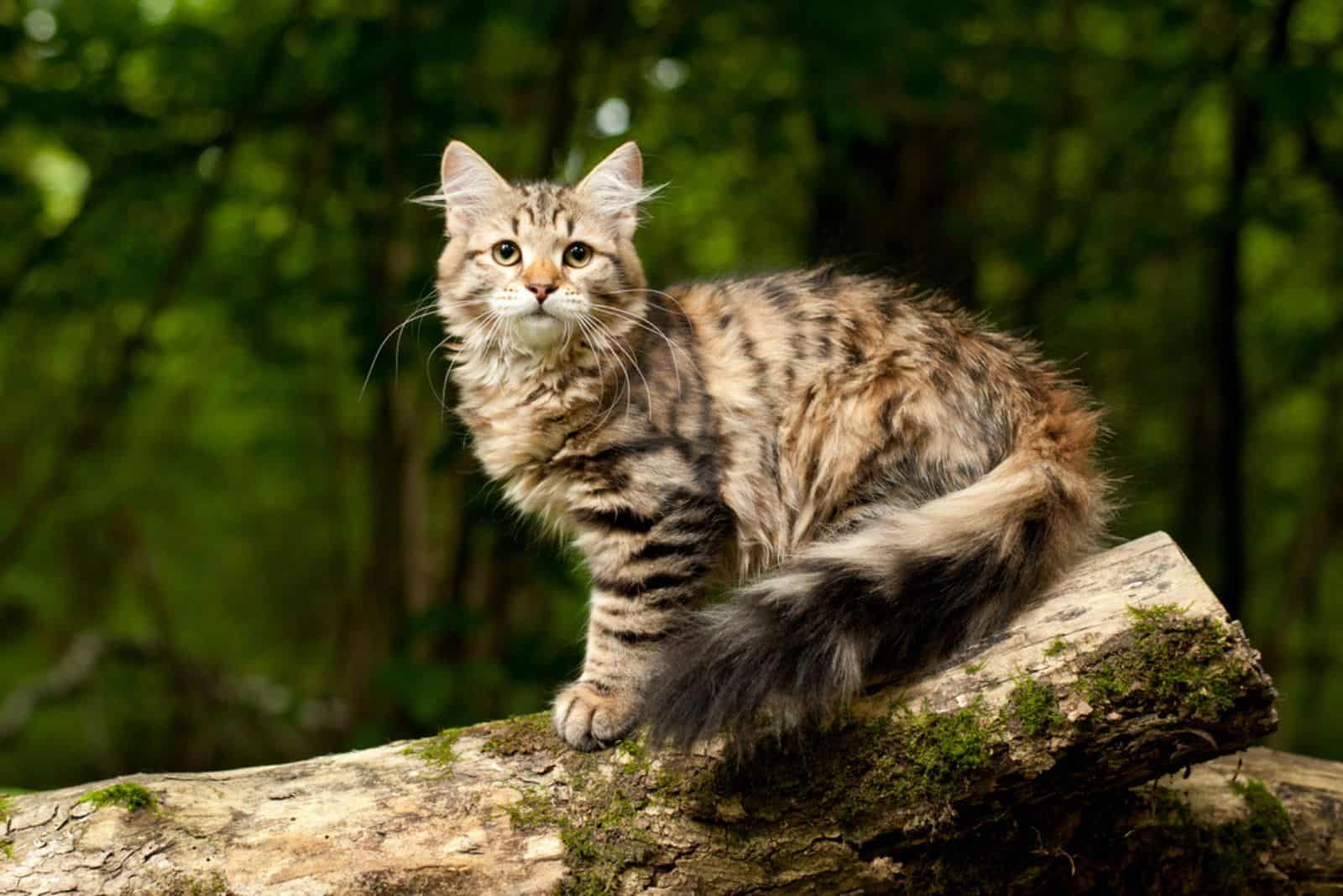Siberisch kattenkatje in hout