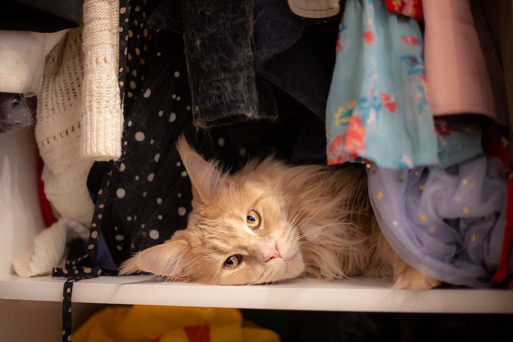 Maine Coon kat met verlatingsangst liggend in de kleerkast van de mens