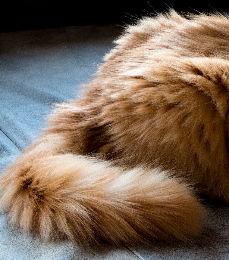 Oranje langharige kat met donzige kattenstaart gekruld rond de bodem - waarom kwispelen katten met hun staart?