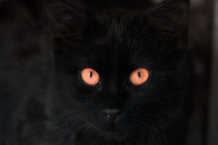 Zwarte kat in duisternis - kunnen katten in totale duisternis zien?