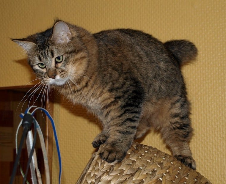 Pixiebob katten met oorpluimen en kattenoormeubels