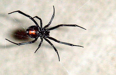 zwarte weduwe spin in een web - spinnenbeet op een kat