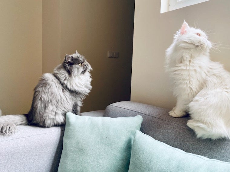 Een grijze Perzische kat en een witte Perzische kat zittend op een bankrand