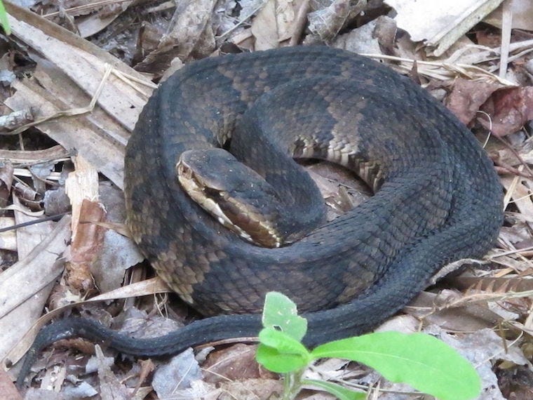 Cottonmouth Snake of Water Mocassin 