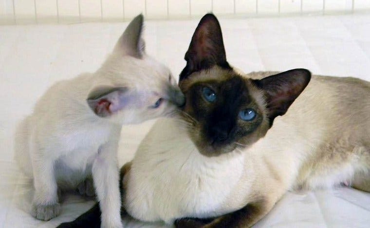 Thaise kat volwassen en kitten - colorpoint kattenrassen