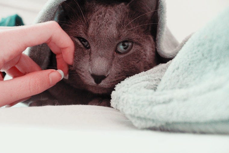 Blauwe Russische kat gewikkeld in een handdoek die door mensenhand wordt geaaid