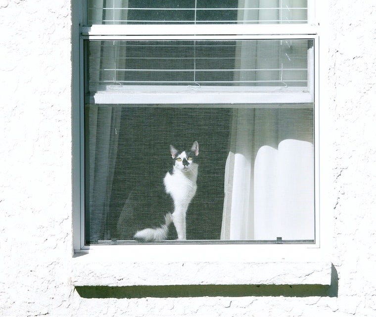 Zwarte en witte kat in een open vensterbank - huidkanker bij katten