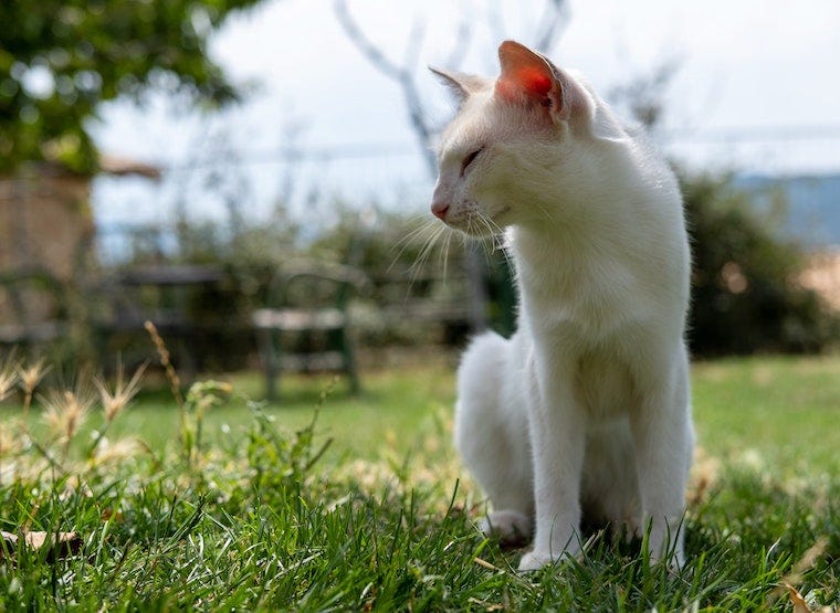 Witte kat die buiten op gras zit - huidkanker bij katten