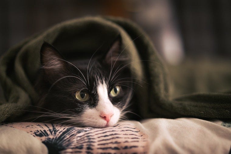 Smoking kat verstopt zich onder een deken - kattengedrag na de operatie