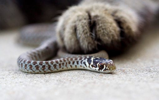 kattenpoot op slang
