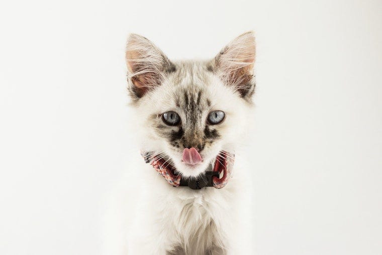 Wit Siamees kitten likt zijn mond
