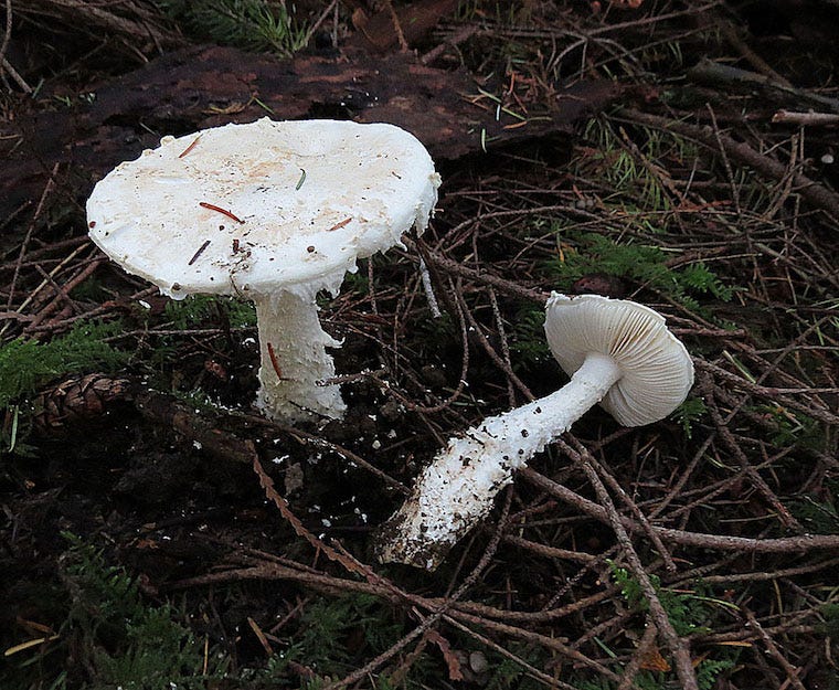 smith's lepidella paddenstoelen