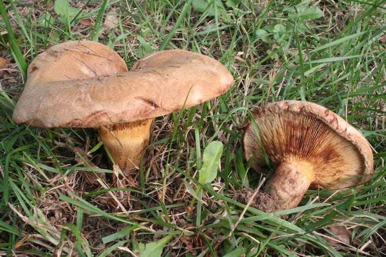 bruine paddenstoelen met rolrand