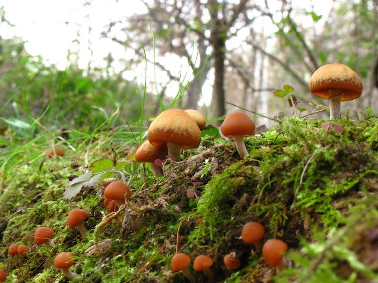 herfst glidkruid paddenstoelen