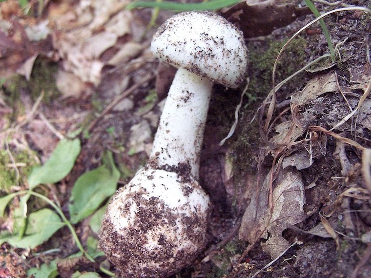 fool's paddenstoel